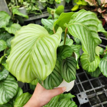 P老闆園藝~青蘋果竹芋 3吋盆 5吋盆