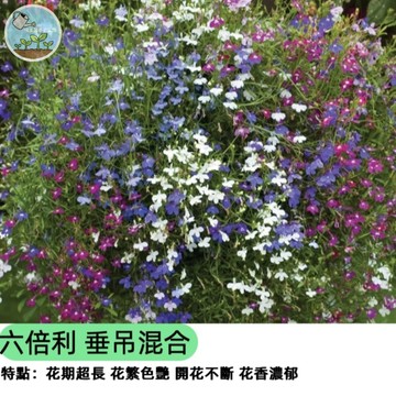 🦋【陽台變花海】六倍利種子 翠蝶花 垂吊混合色 爆花神器 春秋播種 蝴蝶造型 吊盆盆栽 花壇植物 蜜源植物