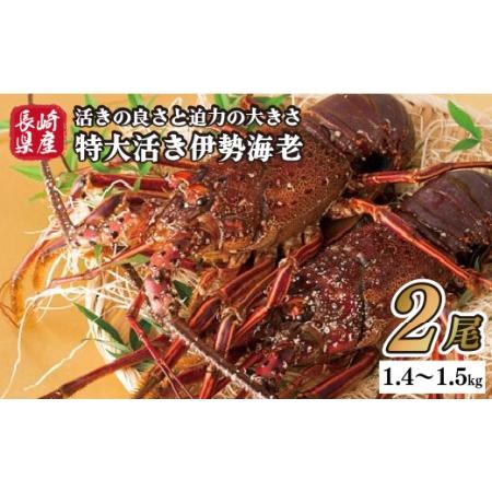 ふるさと納税 長崎県産特大活き伊勢海老2尾セット 長崎県佐世保市