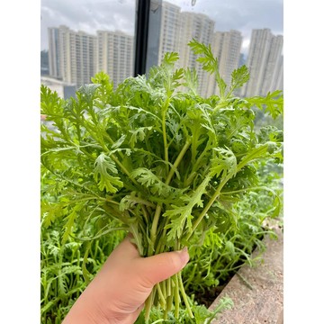 🥬【冬季小葉茼蒿種子】抽薹不斷 耐寒速生 零下5度照長/撒種30天採收/火鍋必備 清香脆嫩/葉片細嫩 香氣濃郁/耐低溫