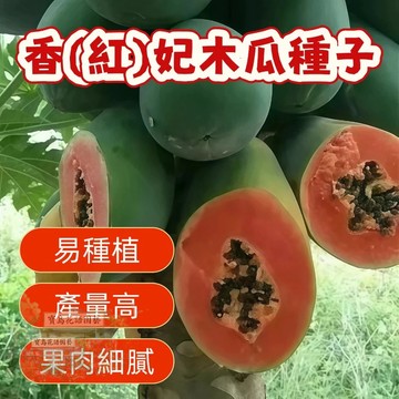 ✨【香妃（ 紅妃）木瓜種籽 ）】萬壽果種子  當季新籽 發芽率高  產量高 營養豐富  薄皮多汁  新手易種植