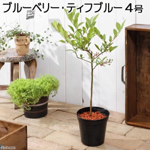 （観葉植物）果樹苗　ブルーベリー　ティフブルー（大実ラビットアイ系）　５号（１ポット） 家庭菜園