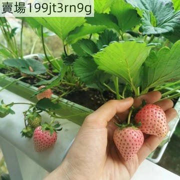 現貨🍓粉玉草莓（200粒）2025新種 超甜四季室內外陽臺盆栽 草莓香气浓郁 果實呈粉紅色 抗病性強 果實肉質細膩 高產