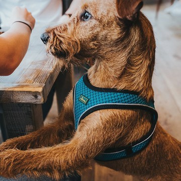 HUNTER 恆特 蜂巢羽量系列 狗狗胸背帶 (共4色)