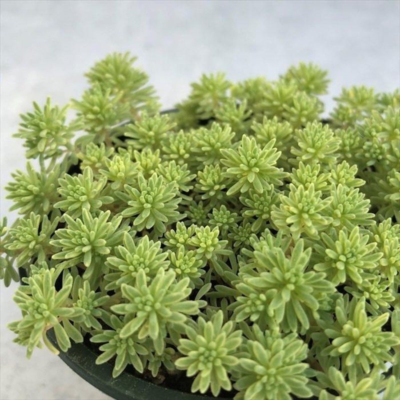 多肉植物 セダム 斑入りパリダム 8cmポット 観葉植物 インテリア ssf 