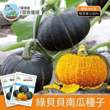 🎃【栗子南瓜】貝貝南瓜種子 日本品種 迷你南瓜 口感鬆軟香甜 家庭菜園 陽台盆栽 瓜類種子 好種易活
