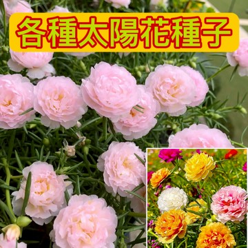 現貨【重瓣太陽花種子】（500粒）花海種子 高發芽率 四季播種 開花不斷 庭院陽臺 盆栽種植 觀賞花卉 種子 超美