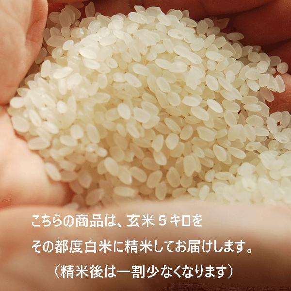 お米　佐賀県産　令和4年産(2022年産)　吉田米　減農薬　化学肥料無　にこまる　玄米　５kg　精米してお届け