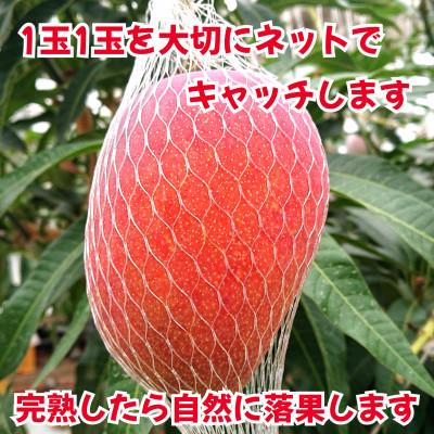 ふるさと納税 玉名市 訳あり　完熟アップルマンゴー　約1.5kg(玉名市)