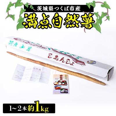 ふるさと納税 つくば市 満点自然薯　約1kg化粧箱入り(1〜2本入)