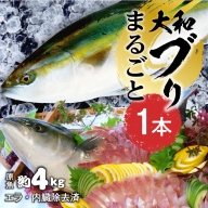 事前受付　10月より発送開始　まるごと一本！ 大和ブリ 内臓処理済み　B517