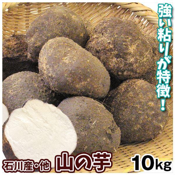 山の芋 10kg 石川産他 送料無料 食品