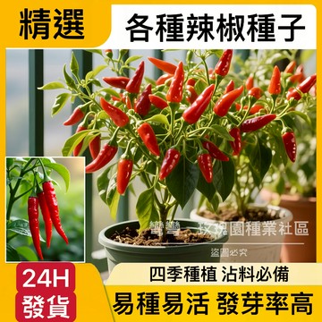 24H-發貨 超多款彩椒種子（100粒）四季播種 蔬菜種子 辣椒種子 高產陽台庭院種植 辣椒 可食用 發芽率99%