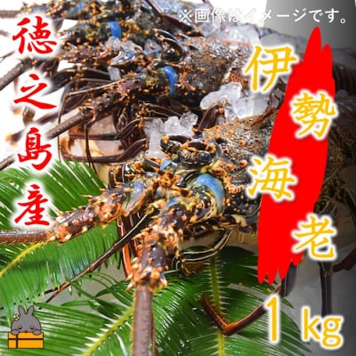 ～徳之島獲れ!伊勢海老～(約1kg)