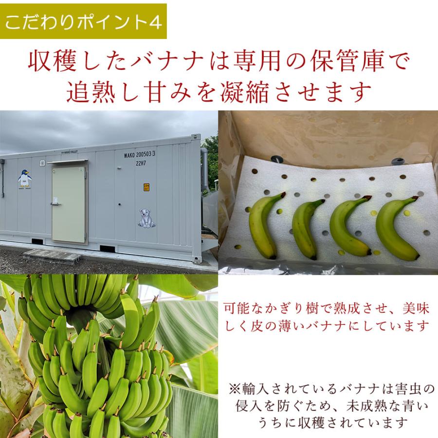 バナナ 国産無農薬 新潟県産 越後バナーナ 約500gギフトボックス 皮ごと食べられるバナナ フルーツ 贈り物 贈答 数量限定 最高級バナナ