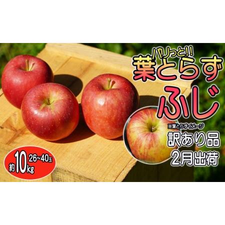 ふるさと納税 訳あり品 パリっと！！葉とらずふじ 約10kg 青森県弘前市