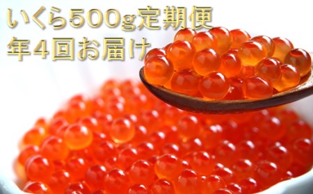 年4回いくら定期便 500g 250g × × 4回 極上の大粒いくら シラリカいくら 鮮度維持にこだわった極上品 いくら 醤油漬け 鮭卵 鮭いくら 小分け 海鮮 送料無料 人気 ランキング 北海道 白糠町 _K065-1041