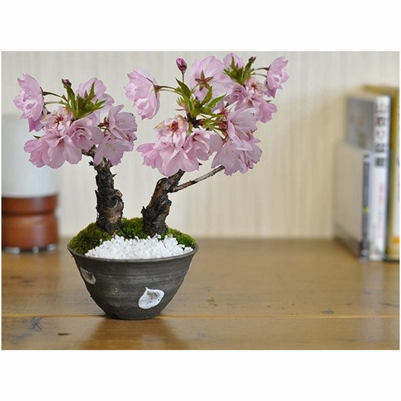 桜盆栽 桜のミニ2本立ち ミニ盆栽 盆栽 Bonsai 満開 お花見 ボンサイ 鉢植え 桜 Sakura さくら 盆栽妙 専門店 通販 Lineポイント最大0 5 Get Lineショッピング