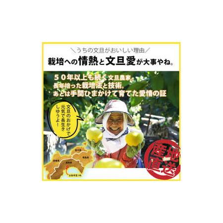 ふるさと納税 ＼果樹園直送／土佐文旦 約10kg（訳あり）〈ご家庭用〉 高知県土佐市