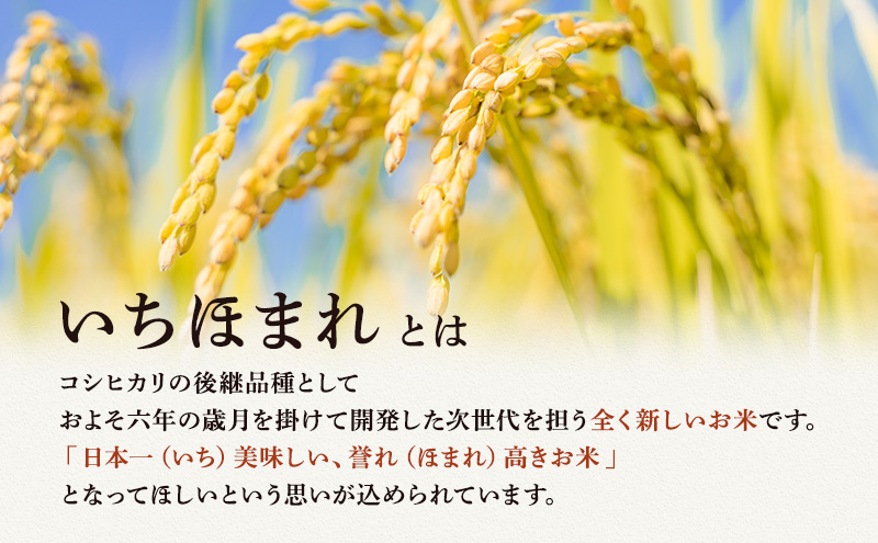 福井県産いちほまれ5㎏ 令和6年2月中旬精米 - 米・雑穀・粉類