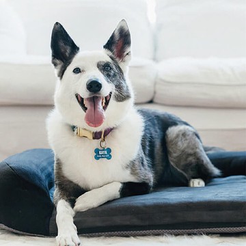 【預購】寵物床墊睡墊 加州舒夢記憶床組 (XL / 3色)