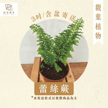 【拈花微笑】蕾絲蕨｜3吋│窗邊植物│新手植物│淨化空氣│水泥盆│招財植物│觀葉植物│質感盆栽