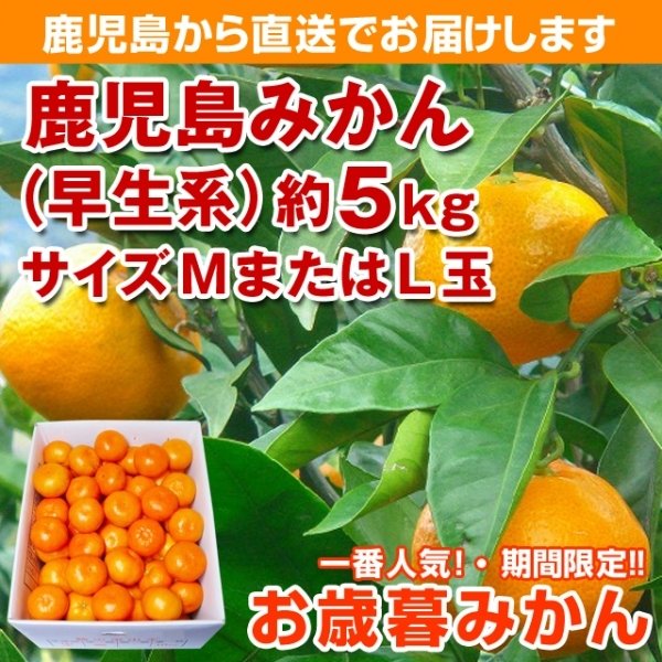 鹿児島みかん　約5K　サイズМ玉又はＬ玉