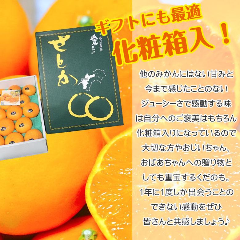 送料無料 愛媛県産 佐賀県産 せとか 愛媛みかん 愛媛県せとか 佐賀県 L 2L サイズ 大きさ 混合 約 3kg 箱買い ご家庭用 秀品  ギフト 化粧箱