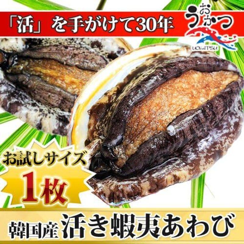 活蝦夷あわび（50g前後）1枚 活き物のため配送日時のご指定をお願いします。