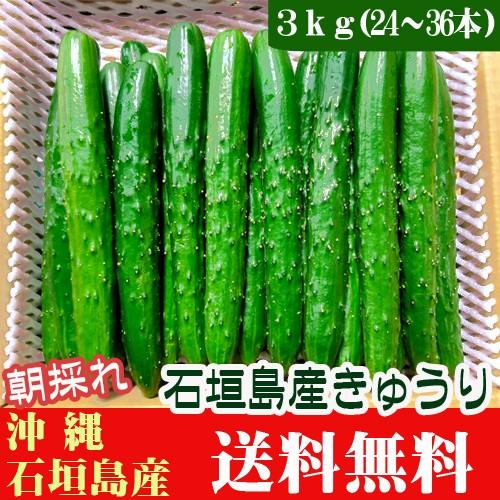 きゅうり 3ｋｇ(24〜36本) 石垣島産　送料無料