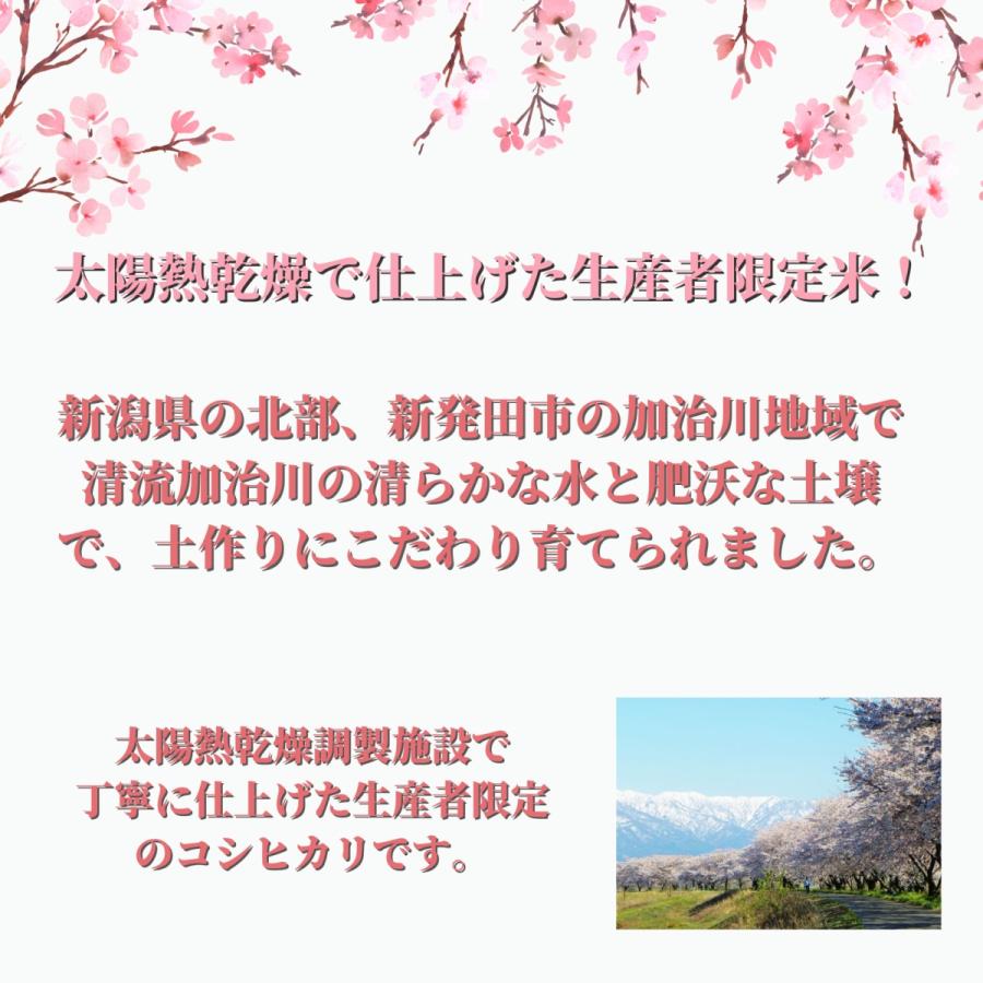 新米 令和５年産 米 お米 5kg 太陽熱乾燥 新潟 加治川産 コシヒカリ こしひかり 精米 贈り物