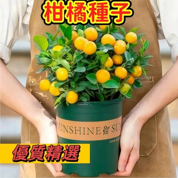 【台灣現貨】 沙糖橘種子 台灣果樹 橘子/柑橘種子 飽滿新鮮 高發芽率 盆栽/陽台/庭院皆可種 居家綠化 門前盆栽橘子樹