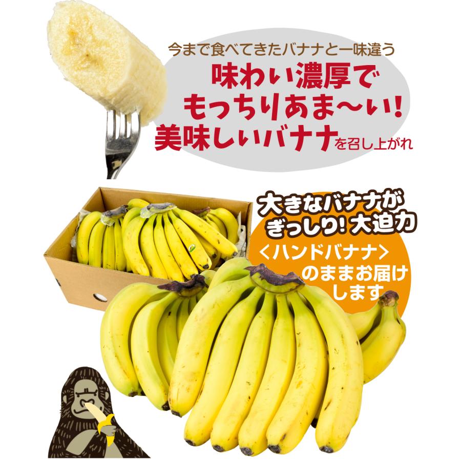 バナナ 1房 エクアドル産 特大バナナ ご家庭用 ハンドバナナ 約2〜3kg前後  送料無料 食品