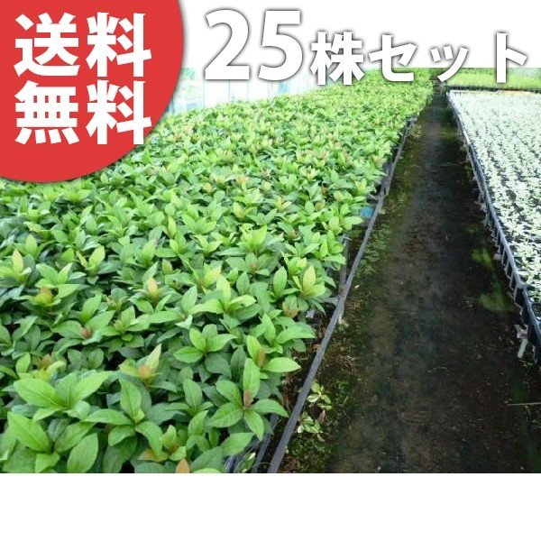 ヤブコウジ 9cmポット 藪柑子 やぶこうじ 苗木 植木 苗 庭木 生け垣 送料込み