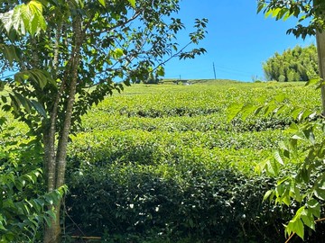 獨家~八卦茶園~自然工法有機老欉茶園忍痛割愛｜南投縣竹山鎮圓山段