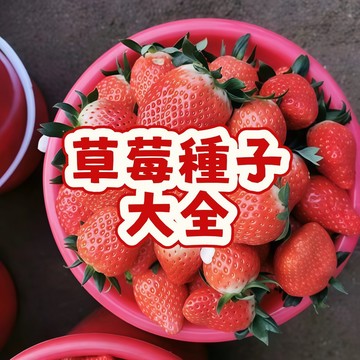 🥬🥑現貨速發 【稀有品種草莓種子大全（1元1粒種子）】當季新籽 發芽率高 結果爆盆 營養豐富 美味可口 懶人陽台盆栽