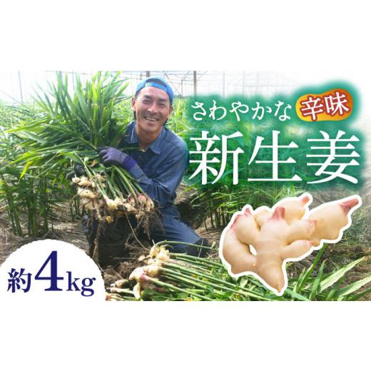 ふるさと納税 長崎県 南島原市 先行予約！新生姜 約4kg ／ ショウガ しょうが 生姜 ／ 南島原市 ／ ふくはちファーム／福島農園 [SBS018]