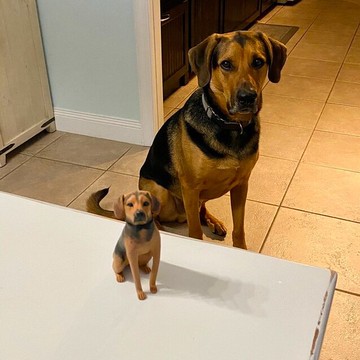 【客製化3D寵物紀念公仔】訂製手作似顏繪肖像狗狗貓咪毛小孩娃娃