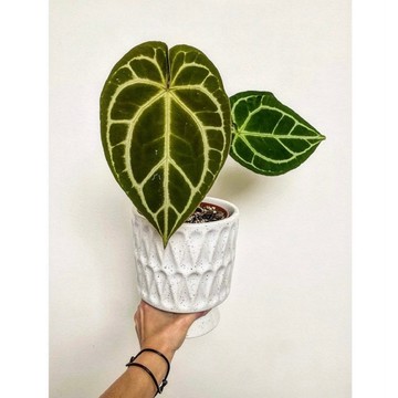 【拈花x研植】水晶花燭Anthurium crystallinum│3.5吋水泥盆│新手植物│觀葉植物│質感盆栽