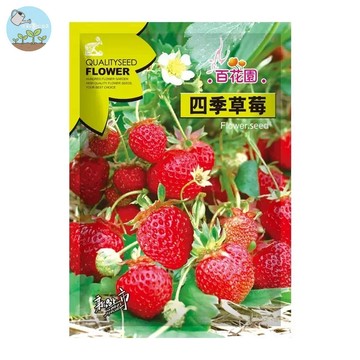 【原廠包裝】四季草莓種子 約200粒 陽台盆栽也能結果 四季可種 自產香甜草莓 親子種植樂趣 陽台盆栽可種