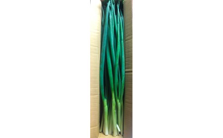 生産農家直送　京野菜・九条ねぎ　約1kg