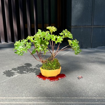 福祿牡丹 ツワブキ∣陀寂風格 罕見山野草