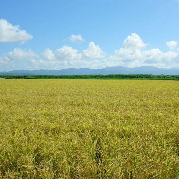 北海道産・山形県産・新潟県産 バラエティセット 6kg（2kg×3袋）