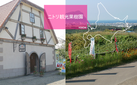 2024年発送令和6年産 フルーツ王国余市産 佐藤錦 L～2L バラ詰め さくらんぼ 500g ×2 フルーツ 果物 北海道 余市町 季節限定_Y074-0084