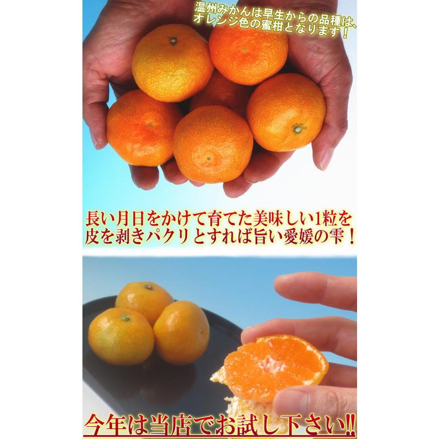 夢未来みかん 極早生ミカン 約5kg 2S〜Lサイズ 熊本県産 JA共撰品 グリーン蜜柑の本場で育てた爽やかな甘さと風味！