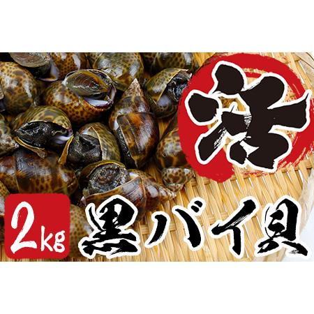 ふるさと納税 活黒バイ貝２kg（冷蔵便） 富津産 千葉県富津市