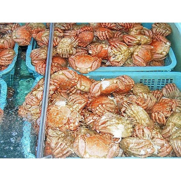 大型 毛がに(ボイル冷凍) 800g×１尾 送料無料 北海道産毛ガニ