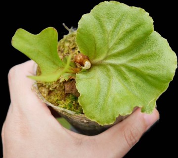 亞猴 亞洲猴腦 鹿角蕨 P.Ridleyi