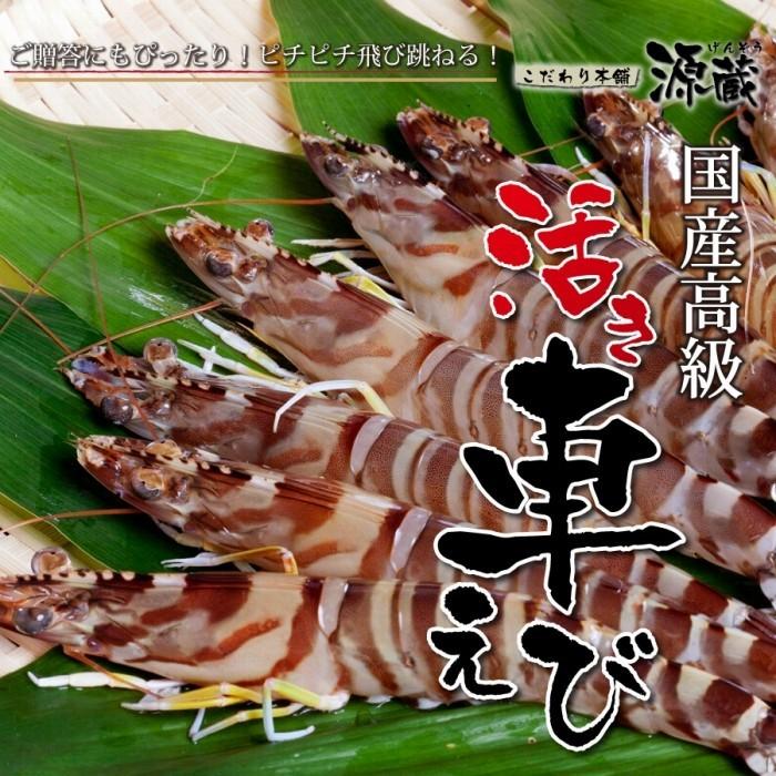 活き車エビ　1000ｇ（20〜30尾）山口県産 送料無料