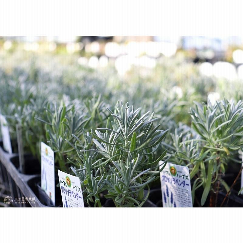 ラベンダー グロッソ 2個セット 9cmポット苗 シルバーリーフ 通販 Lineポイント最大0 5 Get Lineショッピング
